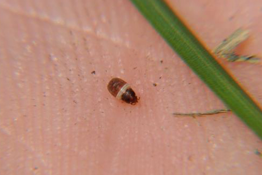 System.Collections.Generic.List`1[System.String];Chinch Bug;Chinch Bug