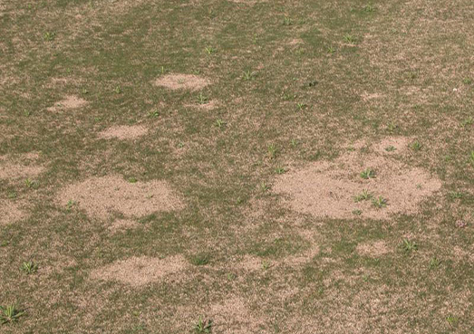 Spring Dead Spots