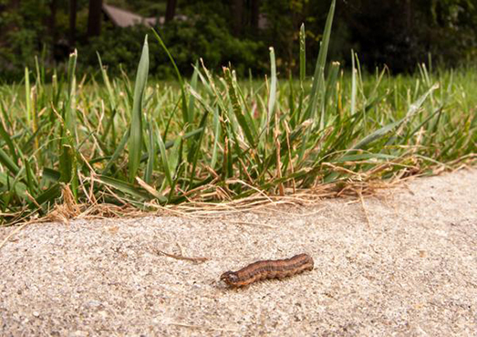 Getting rid of Armyworm