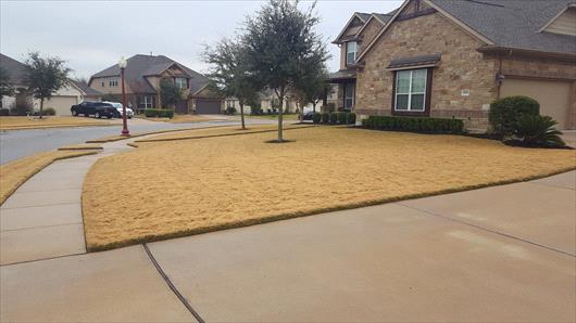 dormant lawn in winter