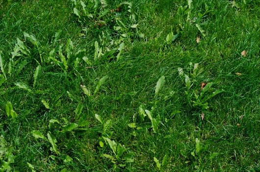 Weed lawn before Weed Man services